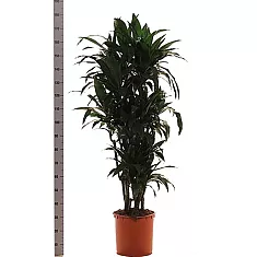 Драцена Джанет Крэйг куст - Dracaena deremensis "Janet Craig" D38 H180