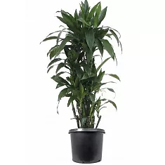Драцена Джанет Крэйг куст - Dracaena deremensis "Janet Craig" D35 H160