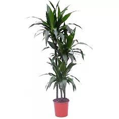 Драцена Джанет Крэйг - Dracaena deremensis "Janet Craig" D30 H150