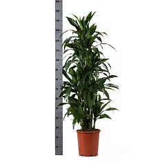 Драцена Джанет Крэйг куст - Dracaena deremensis "Janet Craig" D27 H150