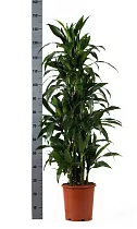 Драцена Джанет Крэйг куст - Dracaena deremensis "Janet Craig" D27 H150