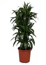 Драцена Джанет Крэйг куст - Dracaena deremensis "Janet Craig" D25 H100
