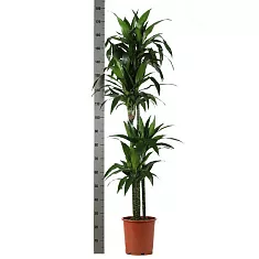 Драцена Джанет Крэйг - Dracaena deremensis "Janet Craig" D30 H180