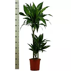 Драцена Джанет Крэйг - Dracaena deremensis "Janet Craig" D20 H115