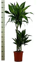 Драцена Джанет Крэйг - Dracaena deremensis "Janet Craig" D20 H115