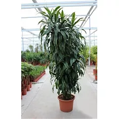Драцена Джанет Крэйг куст - Dracaena deremensis "Janet Craig" D42 H220