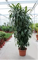 Драцена Джанет Крэйг куст - Dracaena deremensis "Janet Craig" D42 H220