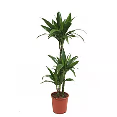 Драцена Джанет Крэйг - Dracaena deremensis "Janet Craig" D14 H90