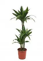 Драцена Джанет Крэйг - Dracaena deremensis "Janet Craig" D14 H90