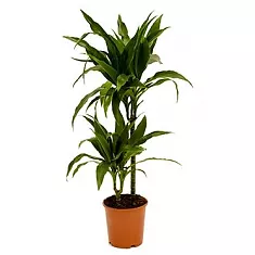 Драцена Джанет Крэйг - Dracaena deremensis "Janet Craig" D14 H70