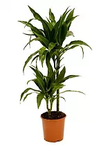 Драцена Джанет Крэйг - Dracaena deremensis "Janet Craig" D14 H70