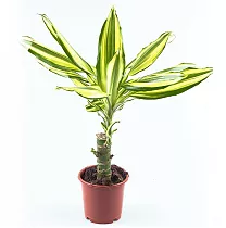 Драцена фрагранс Еллоу Кост - Dracaena fragrans Yellow Coast D14 H40