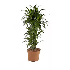 Драцена Джанет Крэйг куст - Dracaena deremensis "Janet Craig" D30 H90