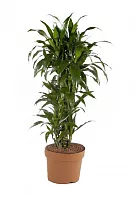 Драцена Джанет Крэйг куст - Dracaena deremensis "Janet Craig" D30 H90