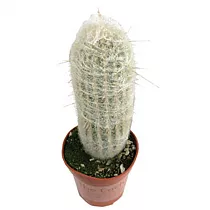 Эспостоа шерстистая - Espostoa lanata D14 H40