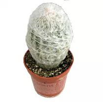 Эспостоа шерстистая - Espostoa lanata D9 H15