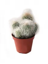 Эспостоа удивительная - Espostoa mirabilis D12 H20