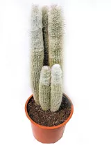 Эспостоа шерстистая - Espostoa lanata D15 H60