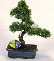 Бонсай Сосна - Bonsai Pinus D15 H35