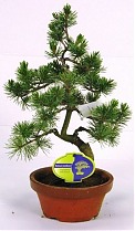 Бонсай Сосна - Bonsai Pinus D20 H45