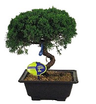 Бонсай Можжевельник - Bonsai Juniperus chinensis D15 H40
