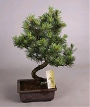 Сосна пестрая хвойный бонсай - Bonsai Pinus D22 H50