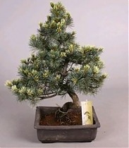 Сосна пестрая хвойный бонсай - Bonsai Pinus D25 H50