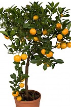 Мандариновое дерево - Citrus reticulata D21 H60