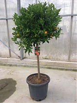 Мандариновое дерево - Citrus retilata D35 H170