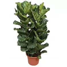 Фикус Лировидный (Лирата) 3 ствола - Ficus lyrata D34 H175