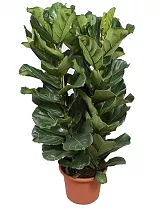Фикус Лировидный (Лирата) 3 ствола - Ficus lyrata D34 H175