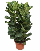 Фикус Лировидный (Лирата) 3 ствола - Ficus lyrata D34 H175