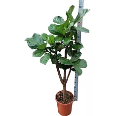 Фикус лирата бранч - Ficus Lyrata Branched D30 H140
