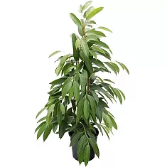Фикус Биннедика Амстел Кинг куст - Ficus Amstel King D27 H140