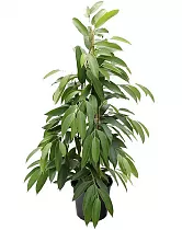 Фикус Биннедика Амстел Кинг куст - Ficus Amstel King D27 H140