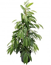 Фикус Биннедика Амстел Кинг куст - Ficus Amstel King D27 H140