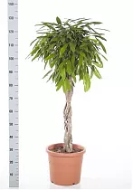 Фикус Биннедика Амстел Кинг косичка - Ficus Amstel King D30 H130