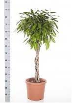 Фикус Биннедика Амстел Кинг косичка - Ficus Amstel King D30 H130