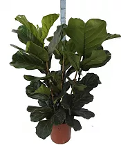 Фикус Лировидный (Лирата) 3 ствола - Ficus lyrata D30 H120