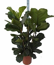 Фикус Лировидный (Лирата) 3 ствола - Ficus lyrata D30 H120
