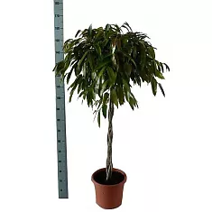Фикус Биннедика Амстел Кинг косичка - Ficus Amstel King D35 H170
