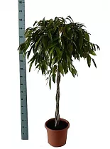 Фикус Биннедика Амстел Кинг косичка - Ficus Amstel King D35 H170