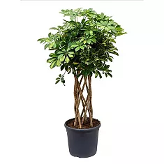 Шеффлера Голд Капелла цилиндр - Schefflera gold capella D25 H120