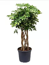 Шеффлера Голд Капелла цилиндр - Schefflera gold capella D25 H120