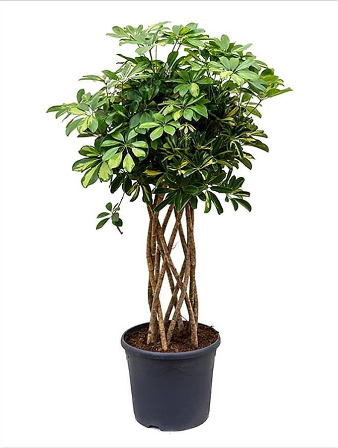 Шеффлера Голд Капелла цилиндр - Schefflera gold capella D25 H120