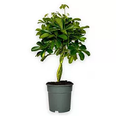 Фикус эластика Робуста - Ficus elastica Robusta D30 H150