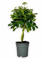 Шефлера Голд Капела Переплетенная - Schefflera gold capella D17 H55