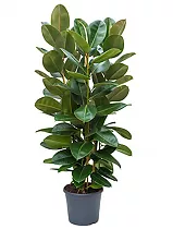 Фикус эластика Робуста - Ficus elastica Robusta D35 H180