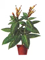 Санчезия - Sanchezia D14 H40