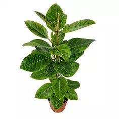 Фикус Высочайший, Альтиссима - Ficus altissima D21 H95